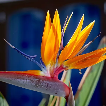 Apartmanhotel Plaza Azul