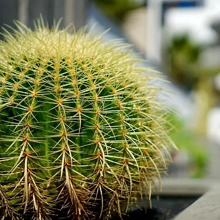 Lägenhetshotell Plaza Azul Puerto del Carmen (Lanzarote)