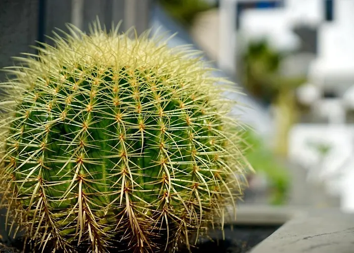 Lägenhetshotell Plaza Azul Puerto del Carmen (Lanzarote)
