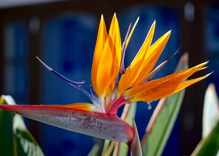 Ξενοδοχείο με διαμερίσματα Plaza Azul